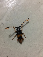 Trachyderina