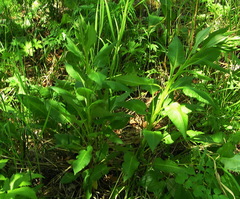 Saussurea pseudotilesii