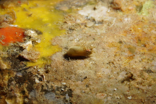 Gregariella barbata observed 2025-09-10