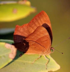 Abisara bifasciata