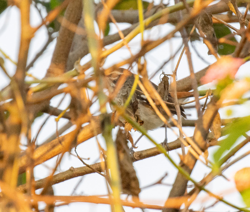 Brown-backed Scrub Robin (Cercotrichas hartlaubi), photo 3