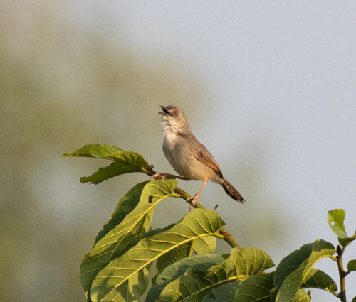 Whistling Cisticola (Cisticola lateralis), photo 8