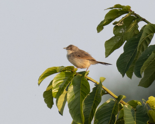 Whistling Cisticola (Cisticola lateralis), photo 2