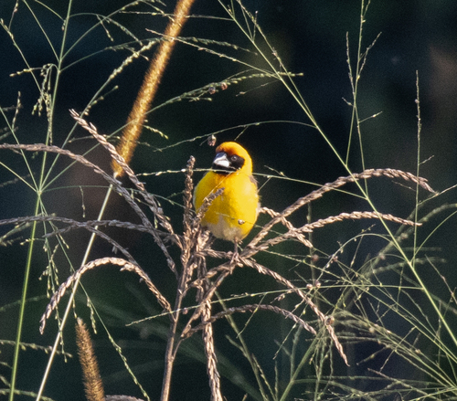 Compact Weaver (Pachyphantes superciliosus), photo 6