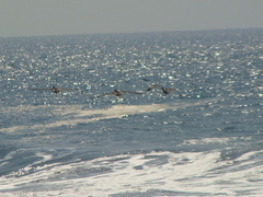 Nannopterum brasilianum