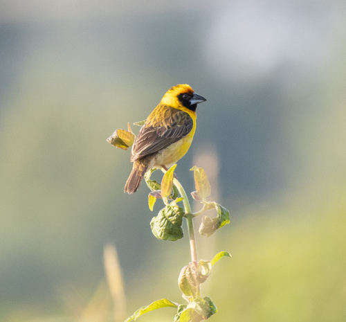 Compact Weaver (Pachyphantes superciliosus), photo 2