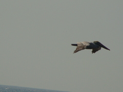 Pelecanus occidentalis