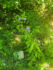 Campanula longistyla
