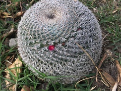 Mammillaria haageana san-angelensis