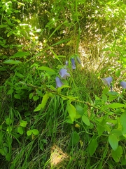 Campanula longistyla, photograph (c) palewizardss, some rights reserved (CC BY-SA)