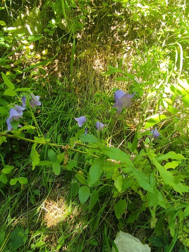 Campanula longistyla, photograph 2