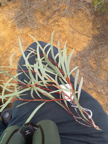 Eucalyptus leptopoda, 2025-08-06