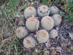 Coryphantha recurvata recurvata