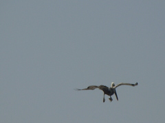 Pelecanus occidentalis
