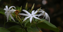 Jasminum malabaricum