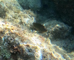 Stegastes flavilatus