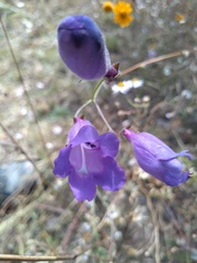 Penstemon dasyphyllus