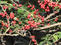Ilex pubescens