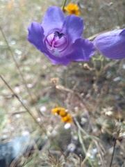Penstemon dasyphyllus