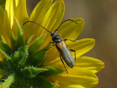 Crossidius suturalis melanipennis