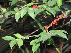 Ilex pubescens