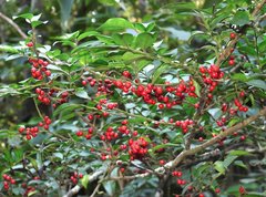 Ilex pubescens