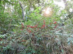 Ilex pubescens