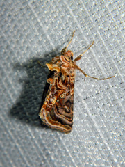 Autographa mappa