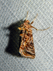 Autographa mappa