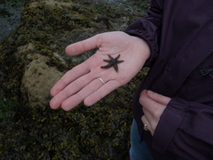 Leptasterias hexactis