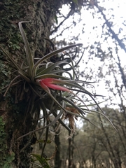 Tillandsia erubescens