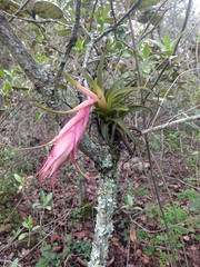 Tillandsia erubescens