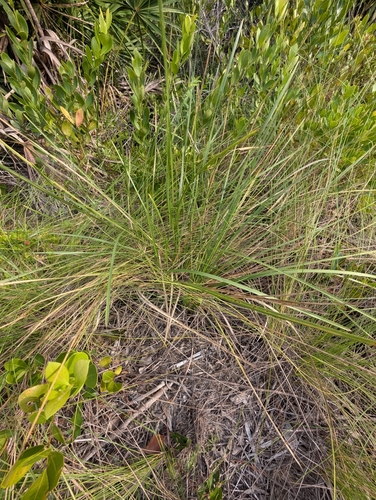Florida Dropseed (Sporobolus floridanus)