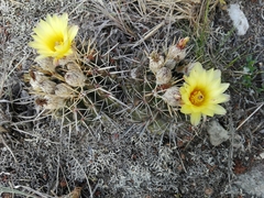 Parodia mammulosa