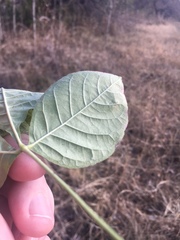 Ptelea trifoliata mollis