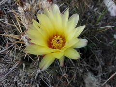 Parodia mammulosa