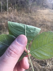 Ptelea trifoliata mollis