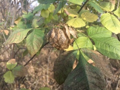 Ptelea trifoliata mollis