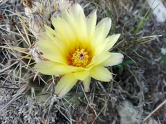 Parodia mammulosa