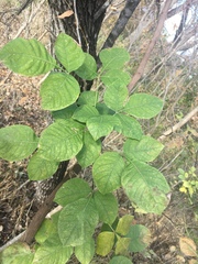 Ptelea trifoliata mollis