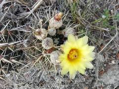 Parodia mammulosa
