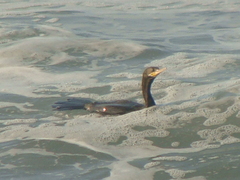 Nannopterum brasilianum