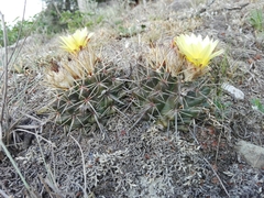 Parodia mammulosa