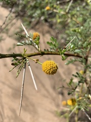 Vachellia swazica