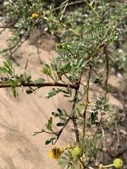 Vachellia swazica