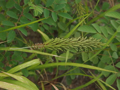 Indigofera hirsuta