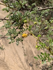 Vachellia swazica