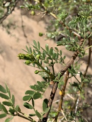 Vachellia swazica