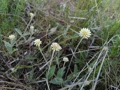 Pfaffia gnaphalioides