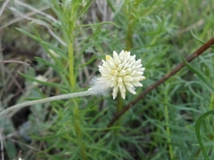 Pfaffia gnaphalioides